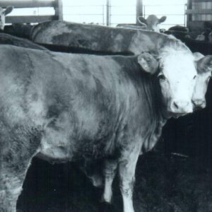 Beef Stock