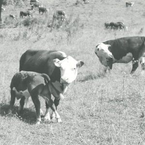 Cattle in a pasture