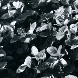 Close-up of soybean vegetation