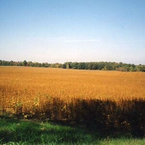 Crop in Farm Field