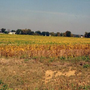 Crop in Farm Field
