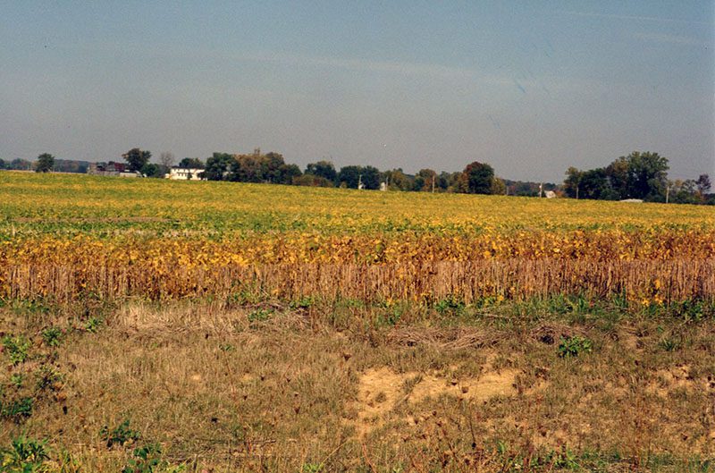 Crop in a Farm Field 
Photo ID#: A1010