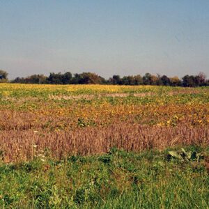 Crop in a Farm Field