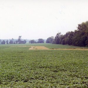 Crop in a Farm Field