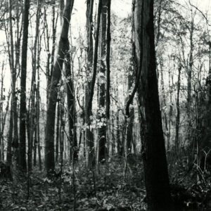 00_00_0000_Forest_view_of_tall_timber_website-5834
