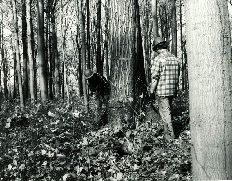 Cutting large tree with chainsaw
 
S782