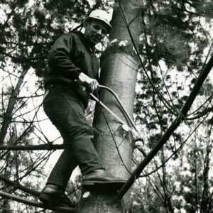 00_00_0000_Man_in_a_tree_with_a_pruning_saw_website-3888