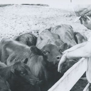 Man leaning on fence and looking at cattle.