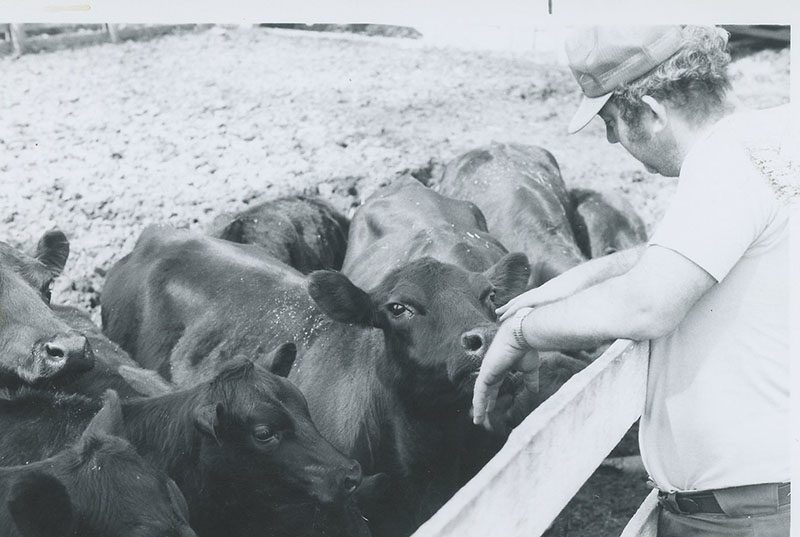 Man leaning on fence and looking at cattle
Photo ID#: A280