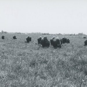 12 cattle in a field