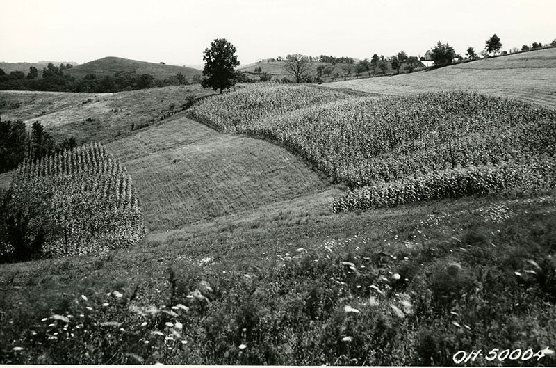 View of contour strip field
Photo ID#: A74