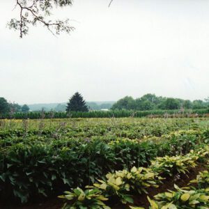 00_00_0000_W_G_Landscape_plants__1_Website-5664
