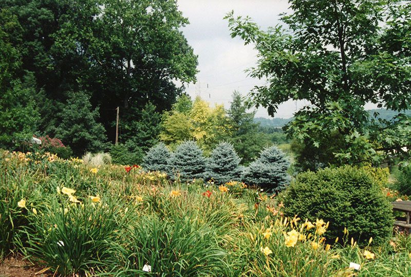 Wade & Gatton Nursery
Photo ID# N74