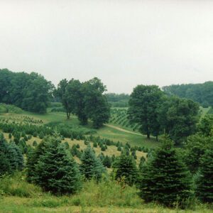 00_00_0000_W_G_Landscape_trees_5_Website-5672