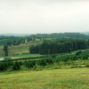 00_00_0000_W_G_Landscape_trees_6_Website-5673