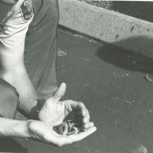 00_00_0000_Wildlife_officer_holding_a_baby_bird_in_hands_website-5885