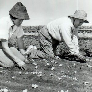 Women planting something