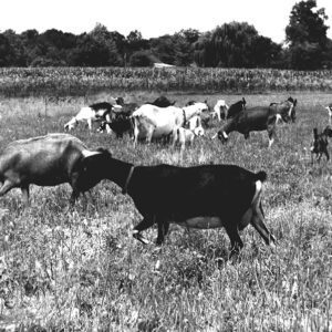Goats in a field