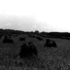 Amish wheat shucks