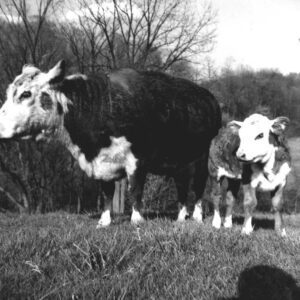 January 11, 1975. Cow calf beef operation.