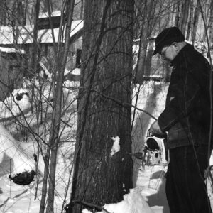 January 26, 1966 Ray Scott using power drill for Maple taps