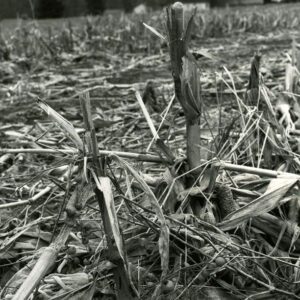 February 26, 1981 Good mulch cover plus a good crop of horse nettle seed pods