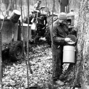 March 2, 1974 Howard Isley is shown as he gathers sap from Maple sugar production. Kenneth Isley drives the tractor in the background