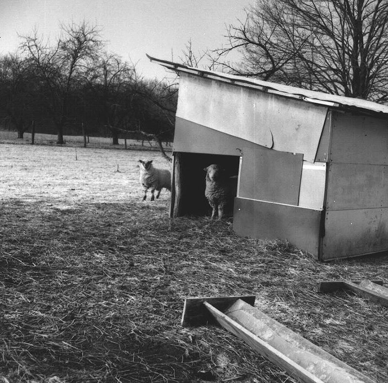 March 9, 1968
Sheep
Photo ID#: A300