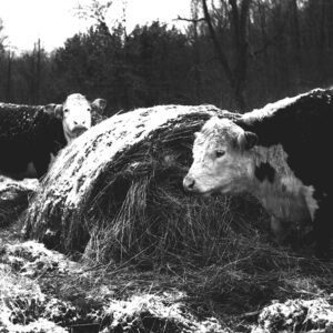 March 13, 1969. Winter use of big hay bales for a full-season pasture program.