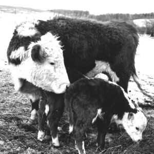March 15, 1968. Ralph Winters Farm