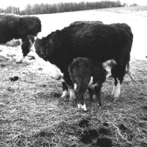 March 15, 1968. Ralph Winters Farm