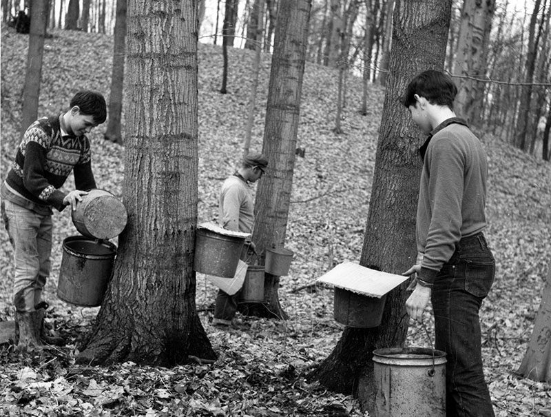 March 19, 1968
Gregg, Harry and Jeff Benson at the Harry Benson sugar maple camp
Photo ID#: A495
