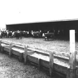 March 20, 1972. D. Whitmer, South farm, Marion