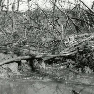 03_87_Oxbow_on_Blackfork_cut_off_using_bio_engineering_techniques___soil__Boxelder_trees__website-3961