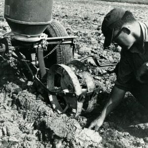 May 12, 1965 Richard Arter, wheel track minimum tillage test plot.