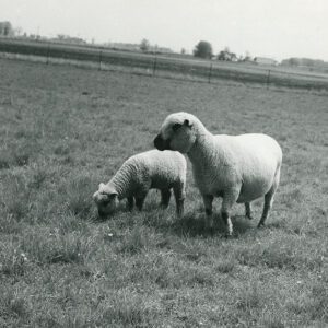 May 18, 1960 Ernest Hill – 83 ewes and 124 lambs in the flock. Dallas Township in Crawford County