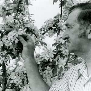 May 18, 1975 Forest Keller examines a Golden Delicious apple at this farm on Cookton Grange Rd. The Kellers grow all modern and many historical apple varieties.