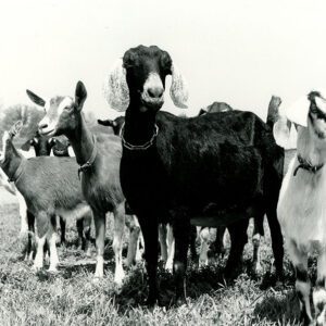 May 19, 1975 At the Harry White Goat Farm. Nubians breed, Alpine breed