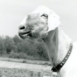 May 19, 1975 At the Harry White Dairy Goat Farm. Gretchen, a doe of the Nubians breed