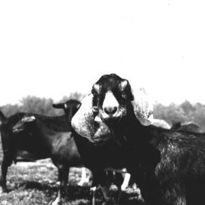 May 19, 1975 At the Harry White Dairy Goat Farm. Frosty Nubians breed.