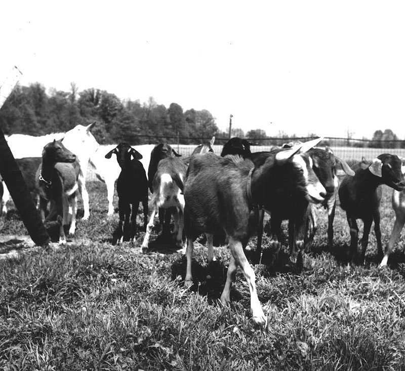 May 19, 1975
At the Harry White Dairy Goat Farm
Frosty Nubians breed
Photo ID#: A334