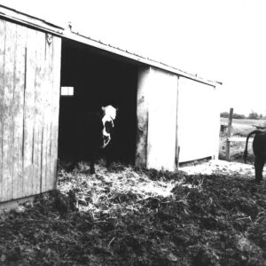 May 29, 1975 Ivan Ulmer’s hogs.