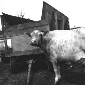 May 29, 1975 Jay Rinehart Farm