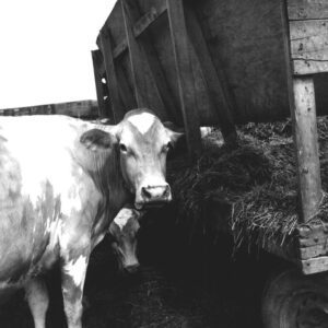May 29, 1975 Jay Rinehart Farm