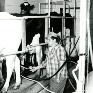 May 31, 1974 Edward Arnold is shown as he milked a portion of his dairy herd.