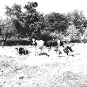 June 1, 1973 Eichelberger Farm