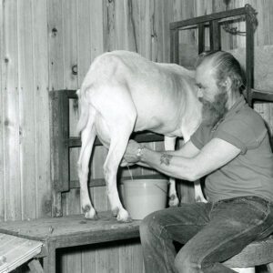 June 4, 1975 Harry White shown as he milked April, one of the producing doe goats at the White Dairy Goat Farm-811