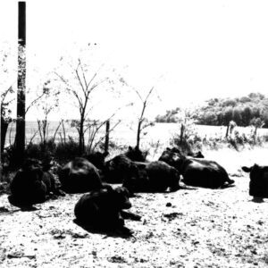 June 4, 1976 Glenn High Farm