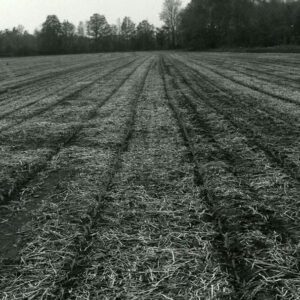 June 4, 1980 No-till corn in soybean stubble. Tile-drained Pewamo soil
