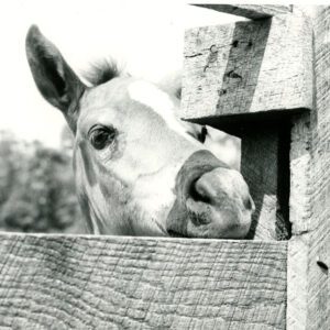 June 7, 1974 Colt, Sprinkle, at Leedy-Gleason Farm near Butler